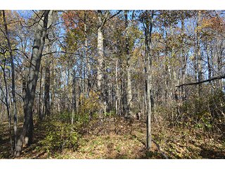 Tract 3 - FARMLAND AUCTION - 165.5+/- ACRES OFFERED IN 5 TRACTS OR COMBINATIONS IN EAST ALLEN COUNTY